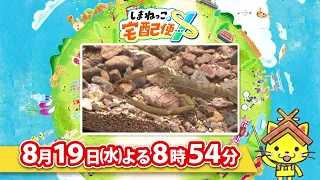 予告【しまねっこの宅配便X】8/19（水）放送「守りたい！水辺のいきものたち～宍道湖自然館ゴビウス～」