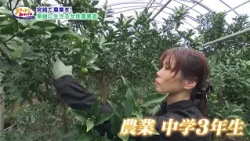 [Learn About Miyazaki] Farming in Miyazaki! A Female Fruit Farmer Following Her Passion (Aired Oc...