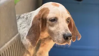 Investigation continues into death of "Kaiser," the dog shot in Las Bajadas