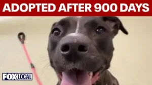 New leash on life: Shelter dog adopted after almost 900 days