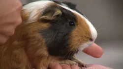 Pet on the Set: Timothy and Freddy the guinea pigs