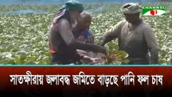 Water chestnut cultivation on the rise in waterlogged lands of Satkhira