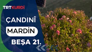 Çandinî - Beşa 21. (Mardin)