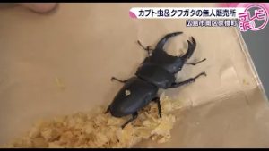 【大切にかわいがってくださる方へ】虫好きにはたまらない珍しい無人販売所