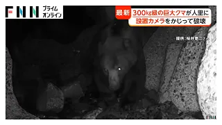 猛暑でもクマ出没相次ぐ　北海道で300kg級が人里に　監視カメラをかじって破壊　山形では“鳴き声・銃声”使った新たな作戦も（2026年07月23日）
