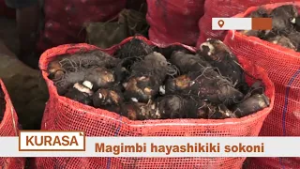 BEI YA MAGIMBI HAISHIKIKI SOKONI