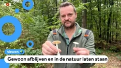People have become very ill because of this poisonous mushroom in the Netherlands