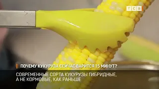 Why Does Corn Now Take Only 15 Minutes to Cook?