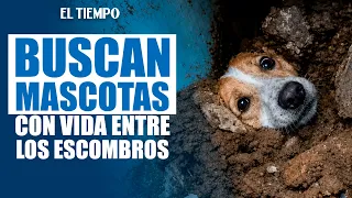 Searching for surviving pets in the rubble in Cali after the earthquake | EL TIEMPO