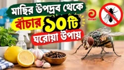 মাছির উপদ্রব থেকে বাঁচার ১০টি ঘরোয়া উপায় | Asian Television #FlyControl #naturalpestcontrol
