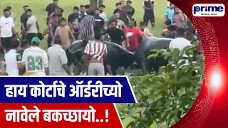 Court Orders Ignored Illegal Bullfights Carry On in Navelim