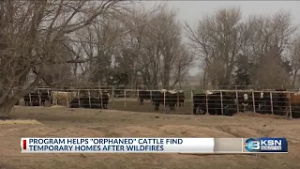 Kansas program helps care for calves displaced, injured by wildfires