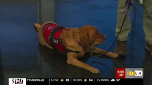Service dog changes veteran's life