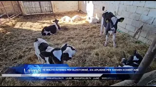 Të rinjtë interes për blegtorinë, 414 aplikime për mbështetje nga Skema Kombëtare.