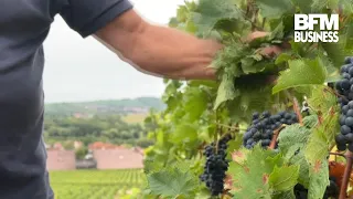 Alsace: Winegrowers on alert before the grape harvest