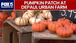 Pumpkin picking returns to DePaul Urban Farm in downtown Vienna