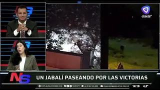 A wild boar roaming through the Las Victorias neighborhood