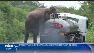 Ministry of Tourism Zambia issues elephant border alert - nbc