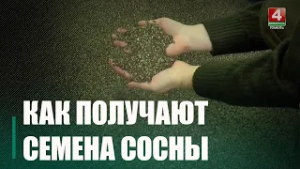 Более 16 тонн шишек обработали на Мозырщине