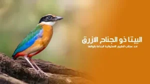 البيتا ذو الجناح الازرق أحد عجائب الطيور الإستوائية الجذابة بألوانها الزاهية | كويست عربية Quest Tv