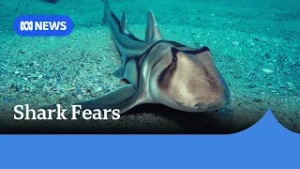 Fears Port Jackson sharks falling victim to SA algal bloom | ABC NEWS