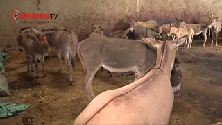 Ndigiri 30 kuhithukio githinjiro-ini kimwe mwena wa Juja farm