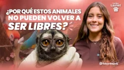 How animals that were victims of illegal trafficking recover | Dr. Lauvet | Teleantioquia
