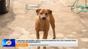Vaquinha solidária tenta quitar despesas de cão comunitário vítima de envenenamento