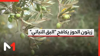 Al-Haouz Farmers Battle "Plant Bugs" as Olive Harvest Approaches