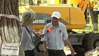 Tree in danger!