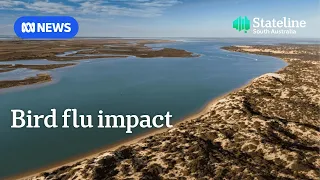 ‘Sacred’ Coorong wetlands brace for impact of bird flu | Stateline | ABC NEWS