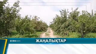 АТЫРАУЛЫҚ БАҒБАН 7 ТҮРЛІ АЛМА ӨСІРІП ОТЫР