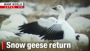 Northern Japan village emerges as bird paradise ーNHK WORLD-JAPAN NEWS