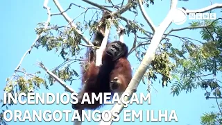 Wildfires threaten orangutans on Indonesian island