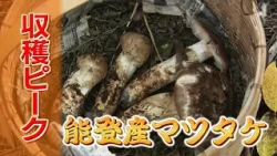 "I have no clue": A journey into Noto matsutake mushroom hunting with a 40-year veteran guide sea...