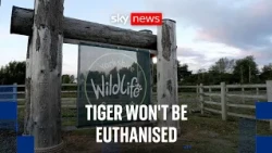 Tiger who 'attacked' a man at Yorkshire park will not be euthanised
