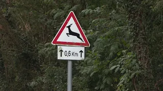 Bármikor elénk ugorhat a vad