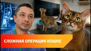 Saving a Pet's Life: First Ureteral Transplant Performed on a Cat in Ufa