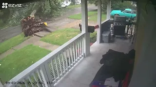 Large tree ripped from the ground during Michigan storms