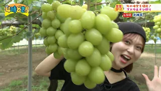 Enjoy Seasonal Flavors! Grape & Pear Picking at "Nagasako Pear & Grape Orchard (Kobayashi City)" ...