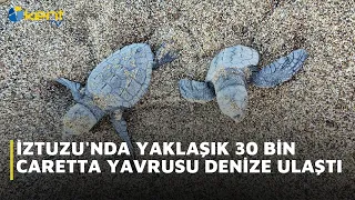 APPROXIMATELY 30 THOUSAND CARETTA CARETTA HATCHLINGS REACH THE SEA IN IZTUZU