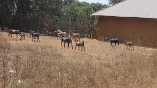 TAHARUKI! MTU MMOJA ANUSURIKA KIFO AKITUHUMIWA KWA WIZI WA MBUZI