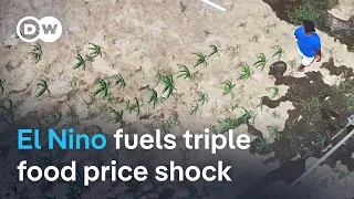 How El Nino and two wars are driving the next food price crisis | DW News
