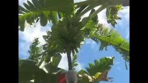 Muestra avances productivos Unidad Empresarial de Base Agroindustrial Cienfuegos