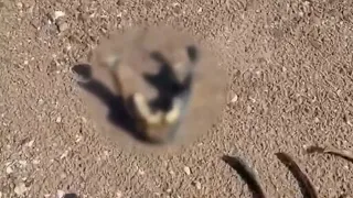 Man who found human remains at Lake Mead speaks to FOX5