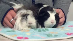 Dozens of guinea pigs need homes at Humane Colorado