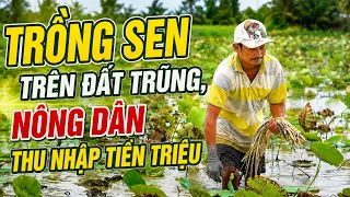 Growing lotus on low-lying land, farmers earn millions | CT-TDT