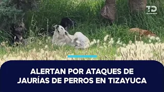 Ataques de jaurías de perros en Tizayuca dejan dos muertos y tres heridos