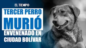 Muere tercer perro envenenado en Ciudad Bolívar | EL TIEMPO