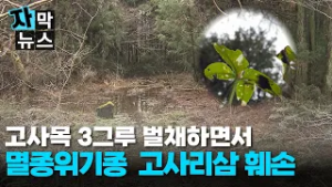 [자막뉴스] 고사목 3그루 제거에 멸종위기 제주고사리삼 훼손